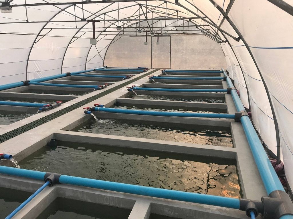 catfish farming in tanks