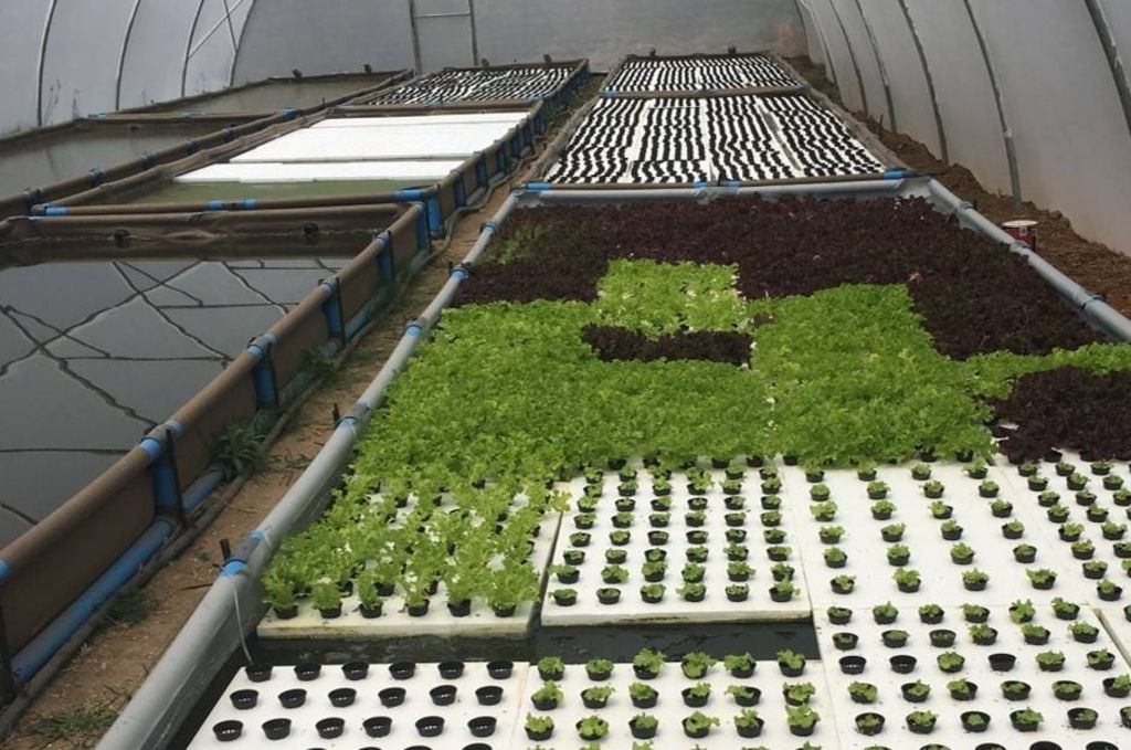 How many fish in an aquaponics system Aquaponic & Hydroponic Systems & Equipment Market Report, Share, Size, Growth, Demand, Analysis and Forecast 2022 to 2027