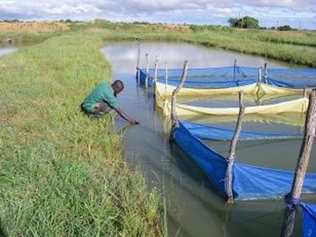 Aquaponics training ICYMI: More schools now include agricultural subjects