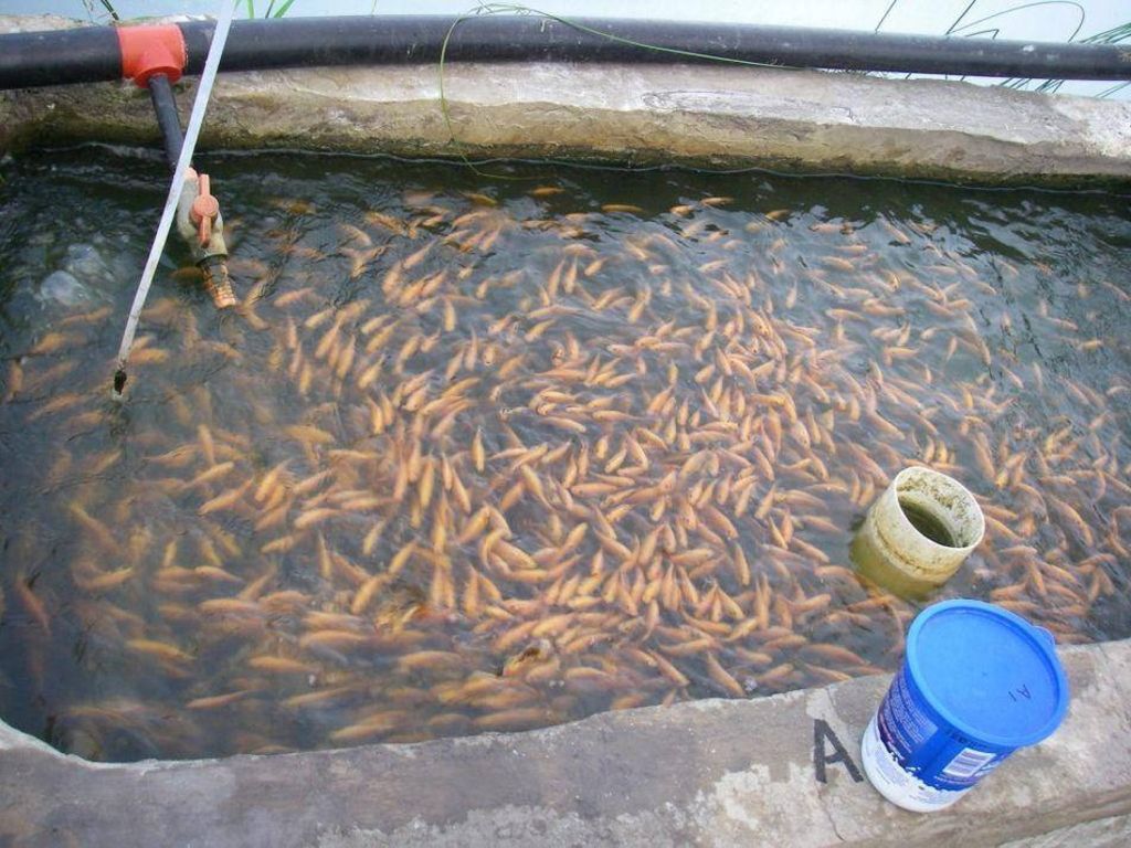 Tilapia growout | Fish | Shop Online | Aquaculture Innovations