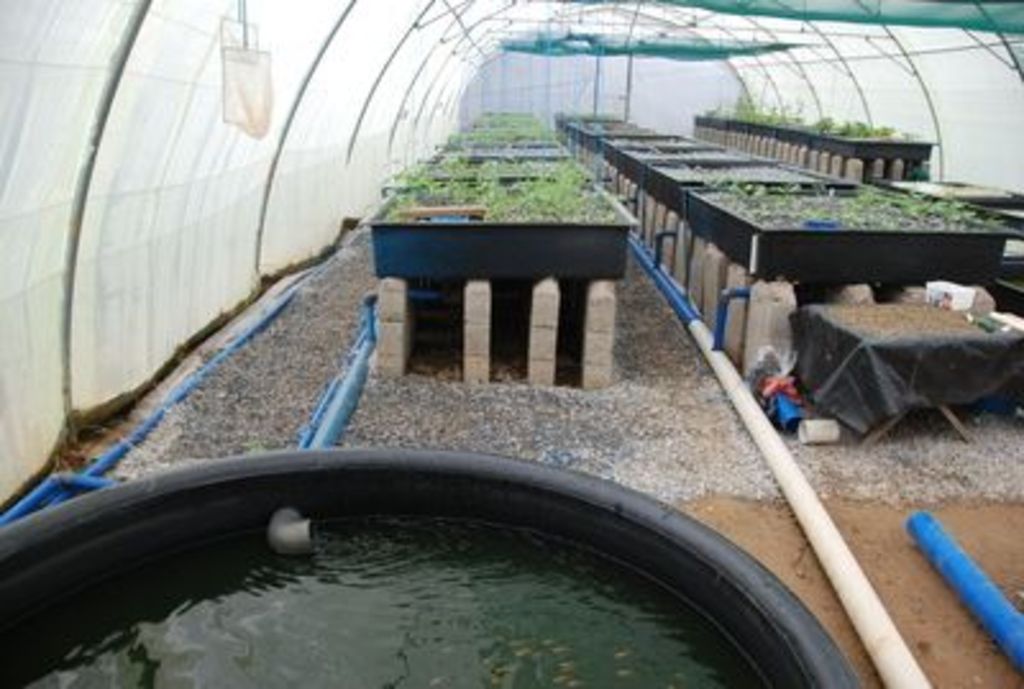 How to convert ammonia to nitrate in aquaponics Growing Algae For Fun And Profit